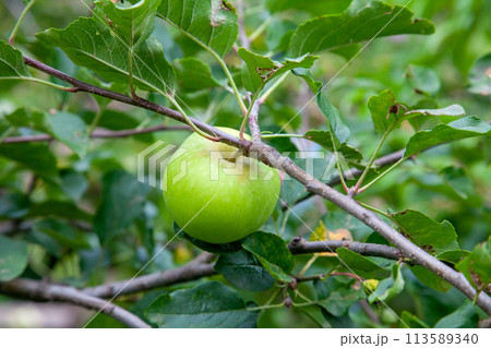 Shiny delicious green apples on a branch ready to be harvested in an apple orchard.. Shiny delicious green apples on a branch ready to be harvested in an apple orchard.. 113589340