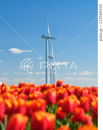 Field with tulips and wind turbines. A wind generator in a field in the Netherlands. Field with tulips and wind turbines. A wind generator in a field in the Netherlands. 113589359