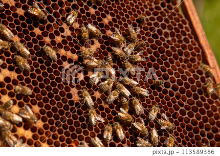 Queen bee in centre. Honeybees in nest around queen bee. . Queen bee in centre. Honeybees in nest around queen bee. . 113589386