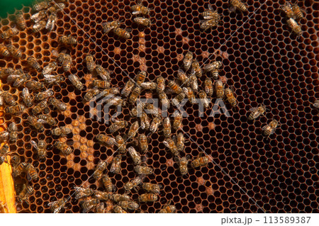 Working bees in a hive on honeycomb. Bees inside hive with sealed and open cells for their young.. Working bees in a hive on honeycomb. Bees inside hive with sealed and open cells for their young.. 113589387