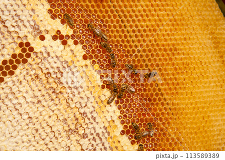 Working bees on the yellow honeycomb with sweet honey.. 113589389