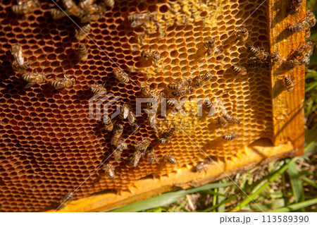 Working bees on the brown honeycomb with sweet honey.. 113589390