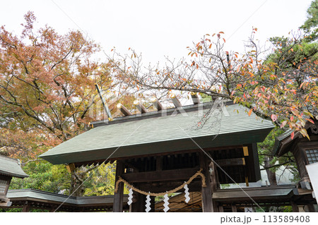 船橋大神宮<千葉県船橋市/秋> 船橋大神宮<千葉県船橋市/秋> 113589408