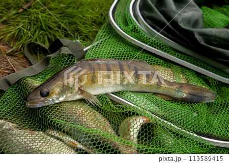 Freshwater zander on keepnet with fishery catch in it.. 113589415