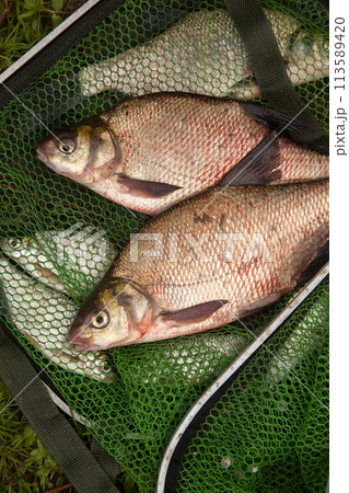 Two big freshwater common bream fish on green fishing net.. Two big freshwater common bream fish on green fishing net.. 113589420