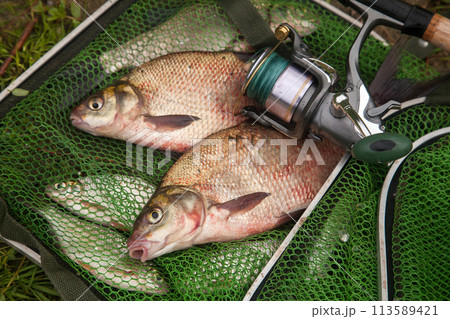 Two big freshwater common bream fish and fishing rod with reel on green fishing net.. 113589421