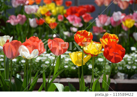 チューリップ　花壇 113589422