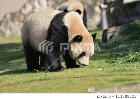 おやつを見つけた永浜 おやつを見つけた永浜 113589525