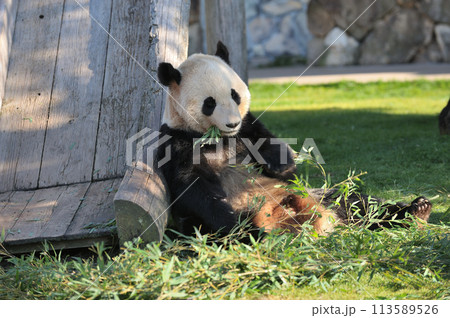 おいしそうに竹を食べる永浜 おいしそうに竹を食べる永浜 113589526