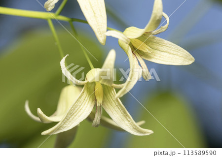 ムベ　花 113589590