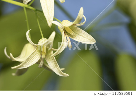 ムベ　花 113589591
