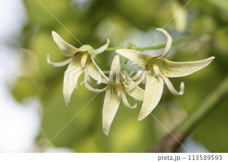ムベ 花 ムベ 花 113589593