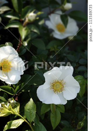 春4月に咲いたナニワイバラの白い木花 春4月に咲いたナニワイバラの白い木花 113589735