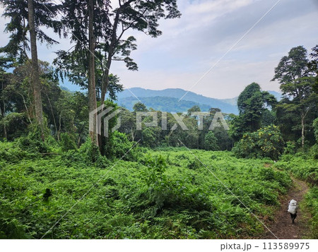A person walks on a trail through a dense rainforest with lush greenery and tall green trees under a cloudy sky in Uganda A person walks on a trail through a dense rainforest with lush greenery and tall green trees under a cloudy sky in Uganda 113589975