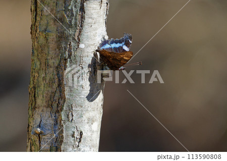 辛夷の幹で日光浴 越冬蝶タテハチョウ科ルリタテハ 辛夷の幹で日光浴 越冬蝶タテハチョウ科ルリタテハ 113590808