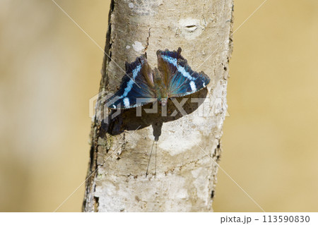 辛夷の幹で日光浴　越冬蝶タテハチョウ科ルリタテハ 113590830