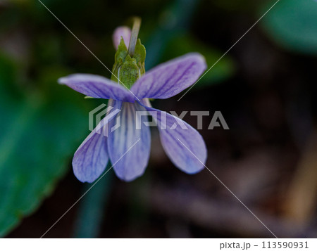 早春の花　スミレ科コスミレの開花 113590931