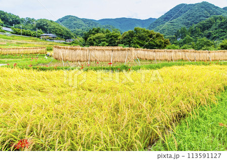 埼玉・秩父　秋の寺坂棚田 113591127