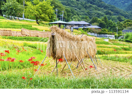 埼玉・秩父　秋の寺坂棚田 113591134