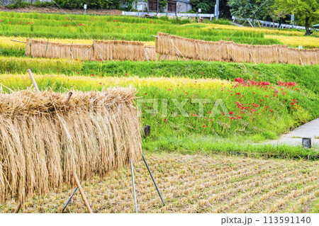 埼玉・秩父　秋の寺坂棚田 113591140