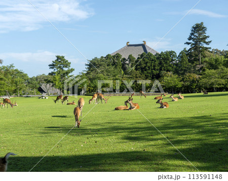 芝を食べる奈良公園の鹿と東大寺大仏殿 113591148