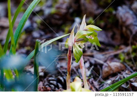 春の山野草ラン科シュンランの開花 春の山野草ラン科シュンランの開花 113591157
