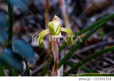 春の山野草ラン科シュンランの開花 春の山野草ラン科シュンランの開花 113591158