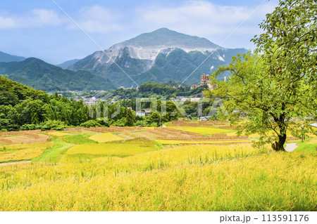埼玉・秩父　秋の寺坂棚田 113591176
