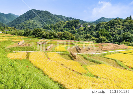 埼玉・秩父　秋の寺坂棚田 113591185