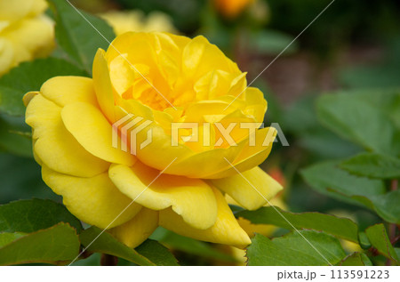 一輪の黄色いバラ 113591223