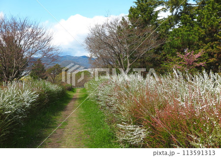 ユキヤナギの咲いている、春の散歩道（河川敷の踏み分け道） 113591313