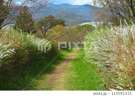 ユキヤナギの咲いている、春の散歩道（河川敷の踏み分け道） 113591315