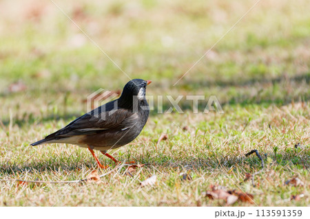 地面で採餌するムクドリ科ムクドリ 113591359