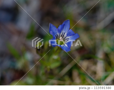 春の山野草　リンドウ科ハルリンドウの開花 113591380