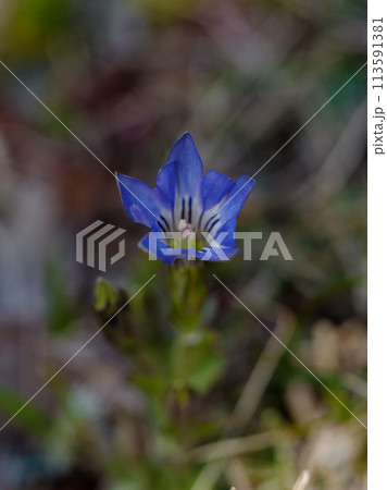 春の山野草　リンドウ科ハルリンドウの開花 113591381
