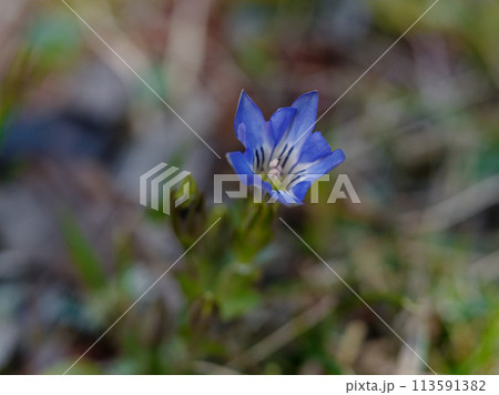 春の山野草　リンドウ科ハルリンドウの開花 113591382