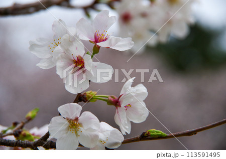 アップで撮った五輪の桜の花 アップで撮った五輪の桜の花 113591495