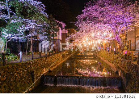 城崎温泉夜桜ライトアップ(兵庫県-城崎温泉) 城崎温泉夜桜ライトアップ(兵庫県-城崎温泉) 113591618