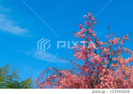 青空に映えるピンクのしだれ桜 青空に映えるピンクのしだれ桜 113591626