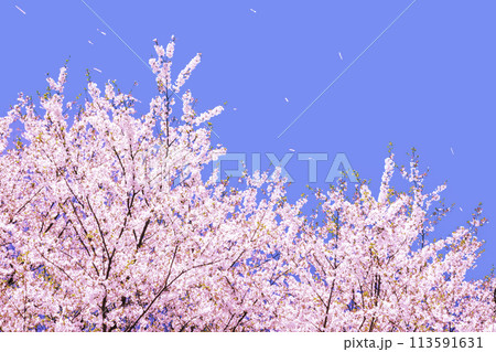 美しいピンクの桜の花と青空を舞う桜の花びら 美しいピンクの桜の花と青空を舞う桜の花びら 113591631