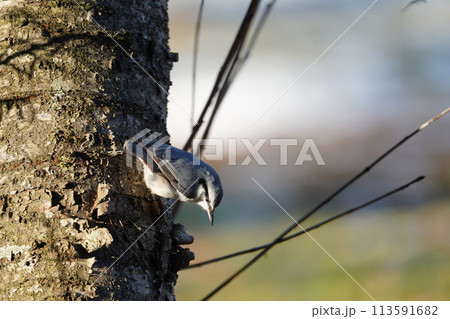鳴き声も可愛いゴジュウカラ 113591682