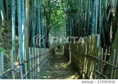 竹林のある風景（佐倉市のひよどり坂） 113591918