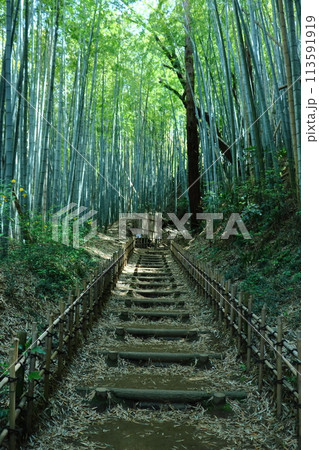 竹林のある風景(佐倉市のひよどり坂) 竹林のある風景(佐倉市のひよどり坂) 113591919