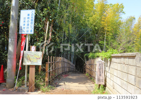 竹林のある風景(佐倉市のひよどり坂) 竹林のある風景(佐倉市のひよどり坂) 113591923