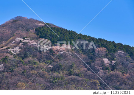 山桜が咲いた越前海岸 113592021