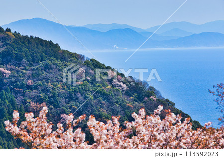 山桜が咲いた越前海岸 山桜が咲いた越前海岸 113592023