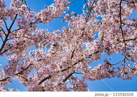 山桜が咲いた越前海岸 山桜が咲いた越前海岸 113592026