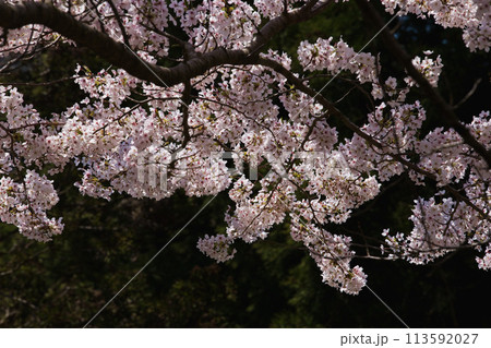 山桜が咲いた越前海岸 山桜が咲いた越前海岸 113592027