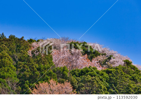 山桜が咲いた越前海岸 山桜が咲いた越前海岸 113592030