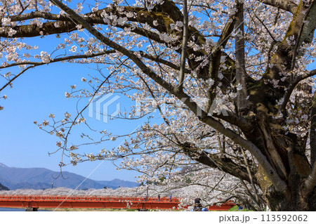 秋田県　角館の桜　桧木内川堤 113592062